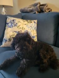 Reunited Female Dog last seen Hypoluxo and 7th Ct NW Discovery Village, Boynton Beach, FL 33426
