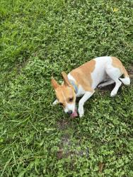 Found/Stray Unknown Dog last seen Near & 127 ct, Marion County, FL 34482