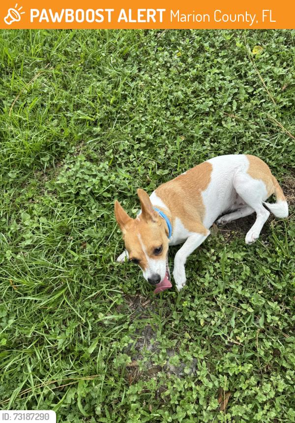 Found/Stray Unknown Dog last seen Near & 127 ct, Marion County, FL 34482