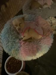 Lost Female Dog last seen Farm Road 2657, Co Rd 4953, TX 76539