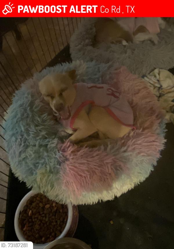 Lost Female Dog last seen Farm Road 2657, Co Rd 4953, TX 76539