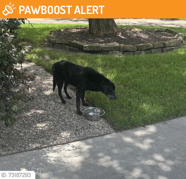 Found/Stray Unknown Dog last seen Blue Spring Way, Spring Creek Oaks, TX 77379