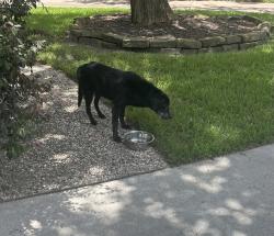 Found/Stray Unknown Dog last seen Blue Spring Way, Spring Creek Oaks, TX 77379