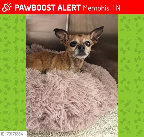 Lost Female Dog last seen Young Avenue, Memphis, TN 38104