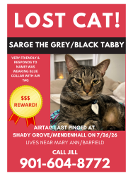 Lost Male Cat last seen AirTag pinged at Shady Grove/Mendenhall, Memphis, TN 38117