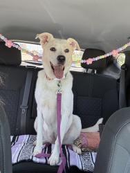 Reunited Female Dog last seen found in neighborhood near jackson middle school, Grand Prairie, TX 75050