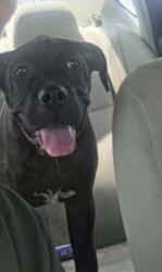 Found/Stray Male Dog last seen Main Street Plymouth pa, Plymouth, PA 18651