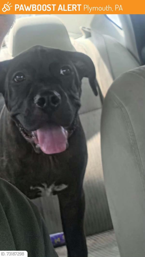 Found/Stray Male Dog last seen Main Street Plymouth pa, Plymouth, PA 18651