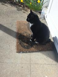 Reunited Female Cat last seen 101st and Insley, Portland, OR 97266