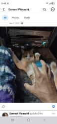 Lost Male Cat last seen Fallbrook Ave & Burbank Blvd, Los Angeles, CA 91367