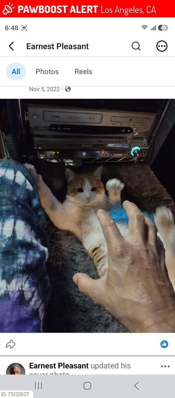 Lost Male Cat last seen Fallbrook Ave & Burbank Blvd, Los Angeles, CA 91367