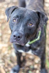 Shelter Stray Male Dog last seen Near PANOLA ROAD Lithonia, 30058, 30058, GA, 3280 Chamblee Dunwoody Rd, Chamblee, GA 30341, USA
