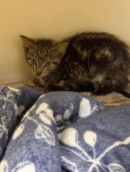 Shelter Stray Male Cat last seen Near Springside run decatur, GA 30035, 30035, GA, 3280 Chamblee Dunwoody Rd, Chamblee, GA 30341, USA