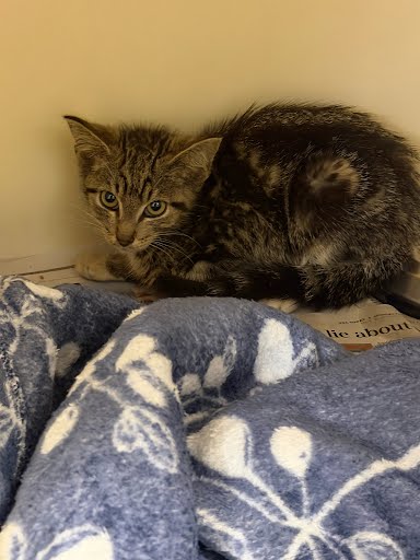 Shelter Stray Male Cat last seen Near Springside run decatur, GA 30035, 30035, GA, 3280 Chamblee Dunwoody Rd, Chamblee, GA 30341, USA
