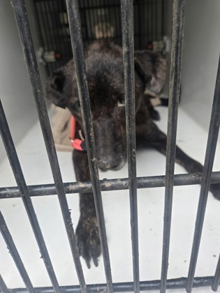 Shelter Stray Female Dog last seen Near Alex way, Atlanta, GA, 1251 Fulton Industrial Blvd NW, Atlanta, GA 30336, USA