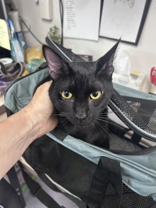 Shelter Stray Male Cat last seen , , CA, 1101 29th Ave, Oakland, CA 94601, USA