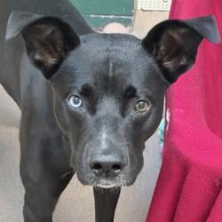 Shelter Stray Male Dog last seen Middleton PD, Middleton, City of, WI, 5132 Voges Rd, Madison, WI 53718, USA