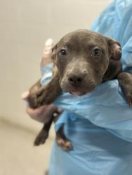 Shelter Stray Male Dog last seen Near Mayfeild Ave, 21213, MD, 2490 Giles Rd, Baltimore, MD 21225, USA
