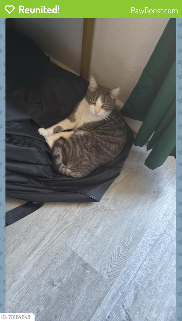 Reunited Male Cat last seen Sherwood, Pomona, CA 91768