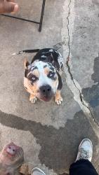Reunited Female Dog last seen 67st 3rd avenue, Los Angeles, CA 90043