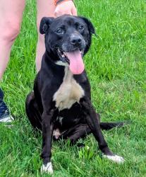 Reunited Male Dog last seen Virginia Loop Ln, Henderson County, NC 28792
