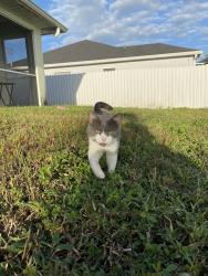 Lost Male Cat last seen i dont remember the address, Broward County, FL 33323