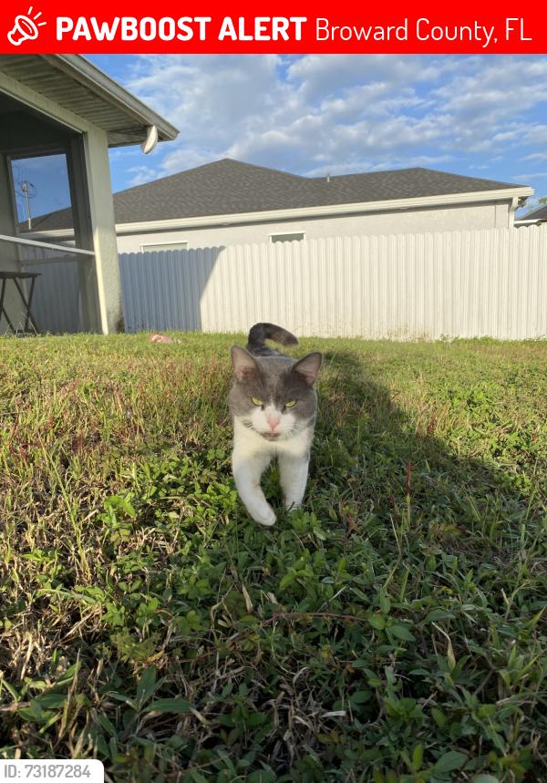 Lost Male Cat last seen i dont remember the address, Broward County, FL 33323