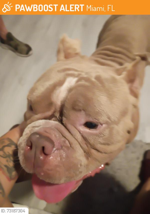 Found/Stray Male Dog last seen Near Memorial Highway Apt. 102, Miami, FL 33161