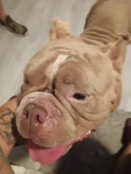 Found/Stray Male Dog last seen Near Memorial Highway Apt. 102, Miami, FL 33161