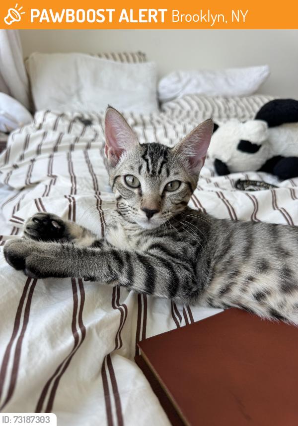 Found/Stray Male Cat last seen Williamsburg St. W & Ross St, Brooklyn, NY 11211