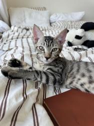 Found/Stray Male Cat last seen Williamsburg St. W & Ross St, Brooklyn, NY 11211