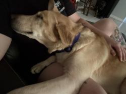 Reunited Female Dog last seen NE 35th St & NE 22nd Ct - Near Pearl Britain Publix, Ocala, FL 34479