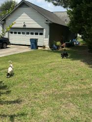 Found/Stray Unknown Other last seen Near New England Way, Lawrenceville, GA 30046