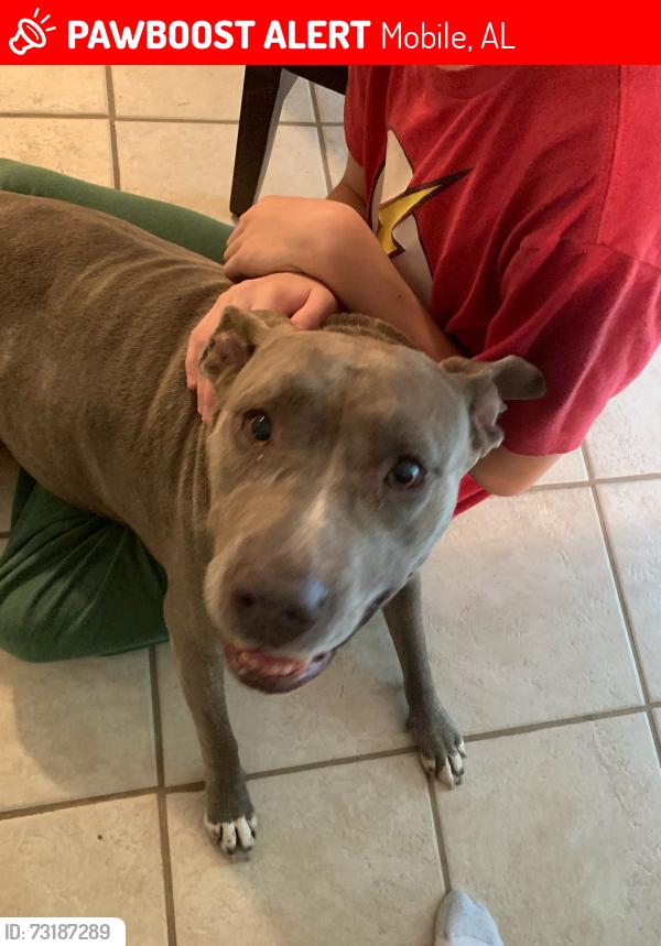 Lost Female Dog last seen Near Meadow Gay Dr. in wooded area off Three Knoo, Mobile, AL 36619