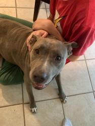 Lost Female Dog last seen Near Meadow Gay Dr. in wooded area off Three Knoo, Mobile, AL 36619