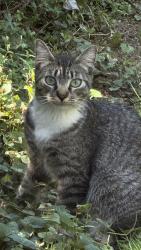 Found/Stray Female Cat last seen Padden Parkway and 152nd Avenue, Orchards, WA 98682