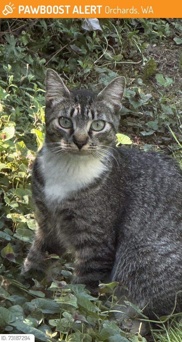 Found/Stray Female Cat last seen Padden Parkway and 152nd Avenue, Orchards, WA 98682