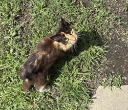 Found/Stray Female Cat last seen Garden Lakes area, Rome, GA 30165