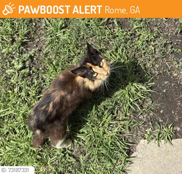 Found/Stray Female Cat last seen Garden Lakes area, Rome, GA 30165
