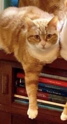 Reunited Female Cat last seen Near Mango Dr, Del Mar, CA 92014, USA, Del Mar, CA 92014