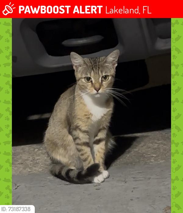 Lost Female Cat last seen Almost and 37 South Lakeland, Lakeland, FL 33813