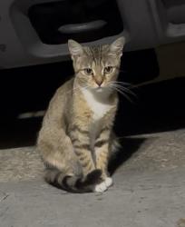 Lost Female Cat last seen Almost and 37 South Lakeland, Lakeland, FL 33813