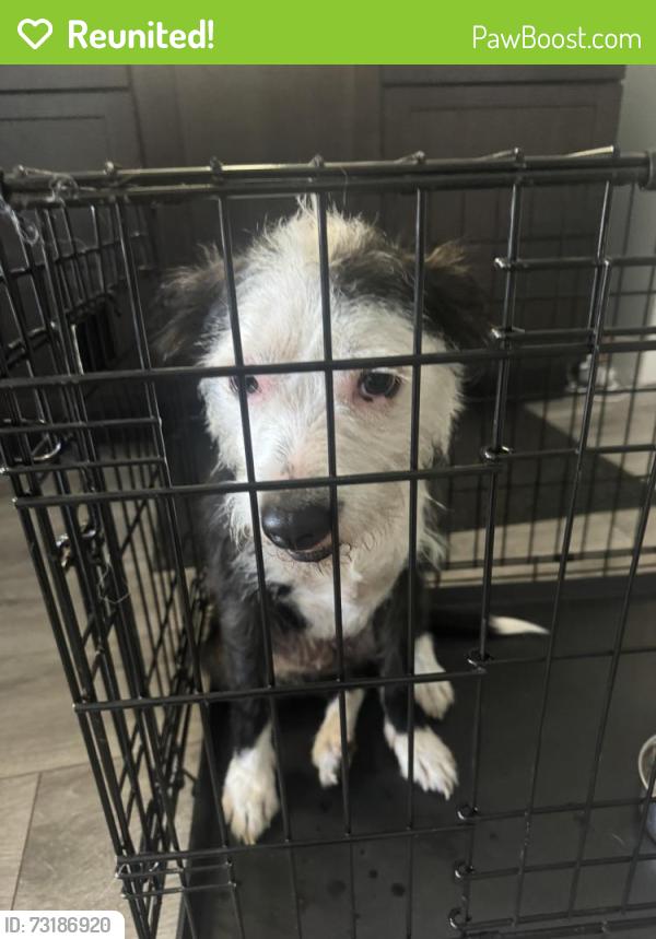 Reunited Female Dog last seen Lewis and 14th, Waukegan, Waukegan, IL 60085