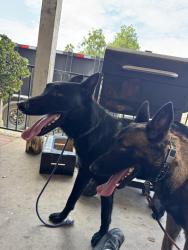 Found/Stray Male Dog last seen Vista way, Vista, CA 92083
