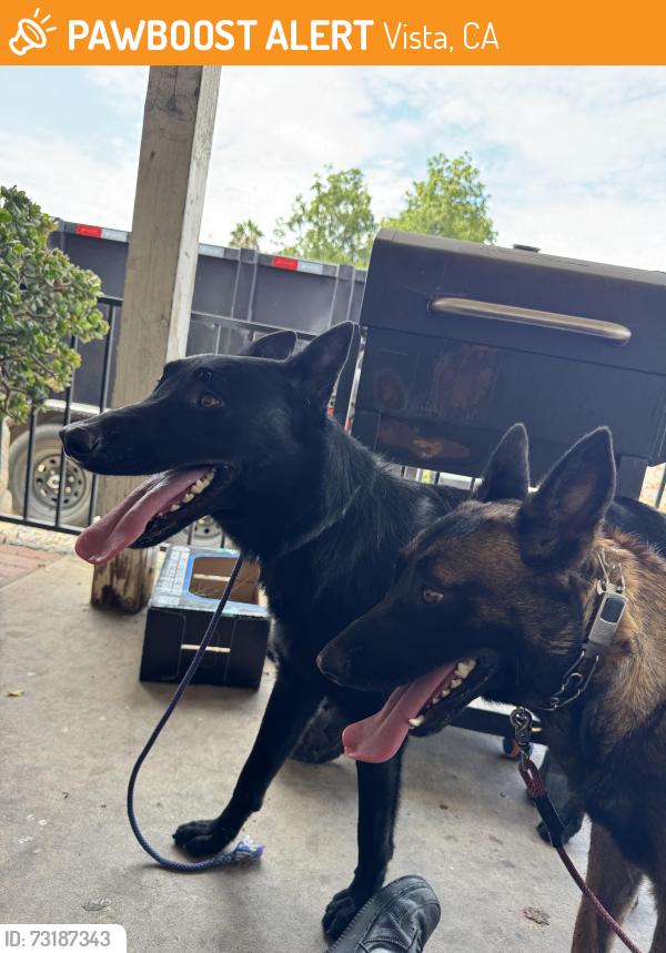 Found/Stray Male Dog last seen Vista way, Vista, CA 92083