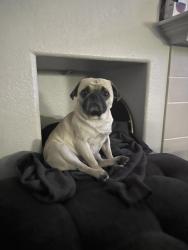 Reunited Male Dog last seen Poway Rd and Sabre springs Pkwy, San Diego, CA 92128