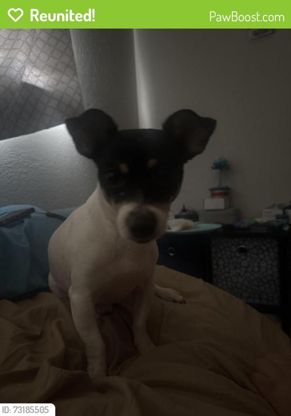 Reunited Male Dog last seen E margarita Drv and E wanda dr, Garland, TX 75040