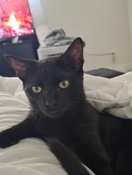 Reunited Male Cat last seen Hollister street, San Diego, CA 92154