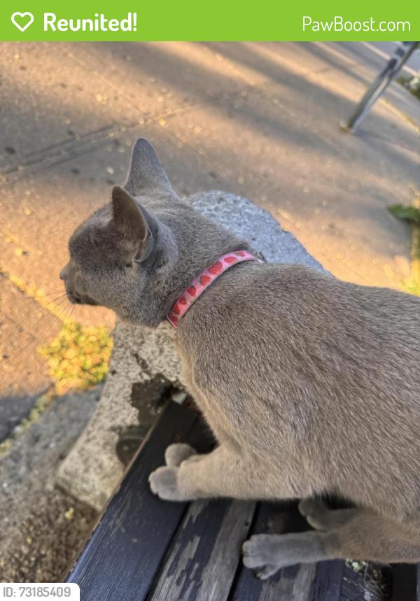 Reunited Female Cat last seen Plaza Street East between Flatbush and Vanderbilt Avenues, Brooklyn, NY 11238