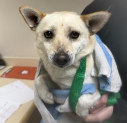 Shelter Stray Male Dog last seen Palm Avenue, San Diego, CA, 92173, 5500 Gaines St, San Diego, CA 92110, USA